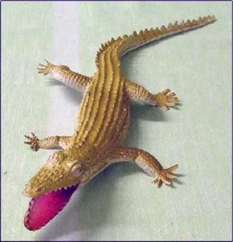 Squeaky crocodile Type/model: Unknown