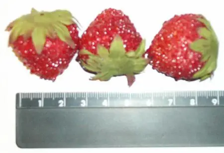 Decorative plastic strawberries with the appearance of natural fruits