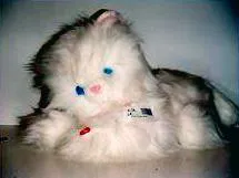 Battery operated furry kitten