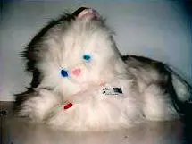 Battery operated furry kitten